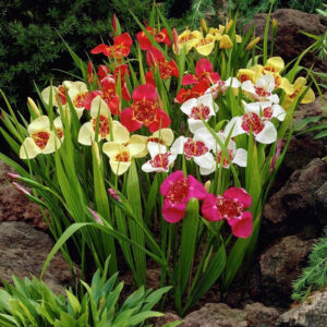 Tigridia Pavonia Mix