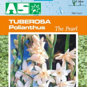 Tuberosa Polianthus The Pearl Pb