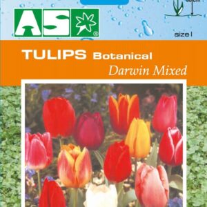 Tulips Botanical Darwin Mixed Pb