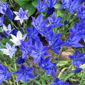 Triteleia_Corinna