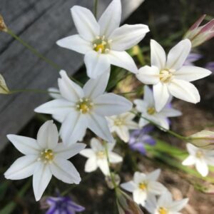 Triteleia_Silver Queen
