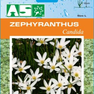 Zephyranthus Candida Pb