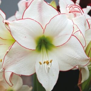 Amarillys Minerva