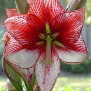 Amarillys Rilona