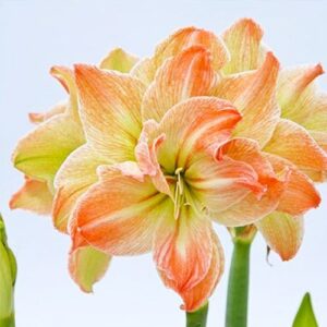 Amaryllis Candy Star