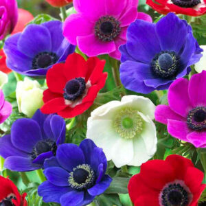 Anemona De Caen Simple Mix