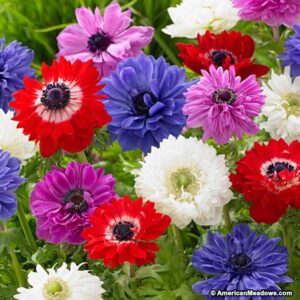 Anemona St Brigid Doble Mix