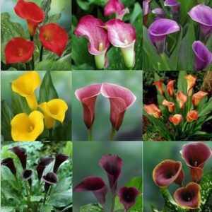 Callas Mix