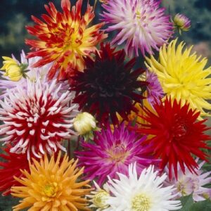 Dahlia Cactus
