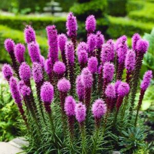 Liatris Spicata