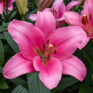 Lilium Mix Colores