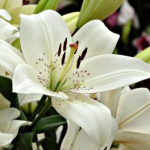 Lilium Asiatico Brindisi Rosado Alto