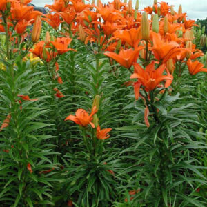 Lilium Asiatico Litouwen Blanco Alto