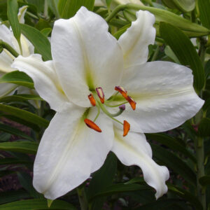 Lilium Asiatico Tresor Anaranjado