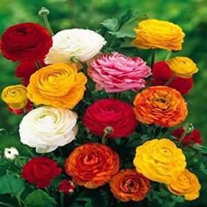 Marimonia Mix