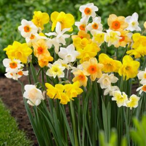 Narcisos Mix