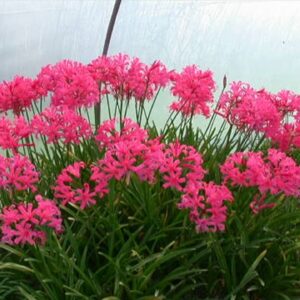 Nerine Bowdenii Rosado