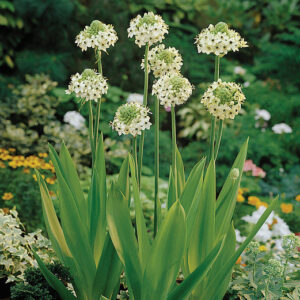 Ornithogalum Arabicum Blanco