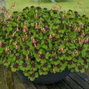 Oxalis Triangularis