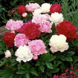 Peonias Mix