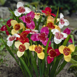 Tigridia Pavonia