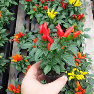 Pimiento Varios Colores