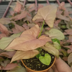 Syngonio Rosado M7