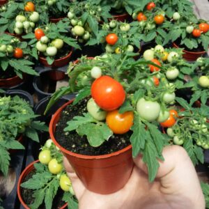 Tomate Cherry